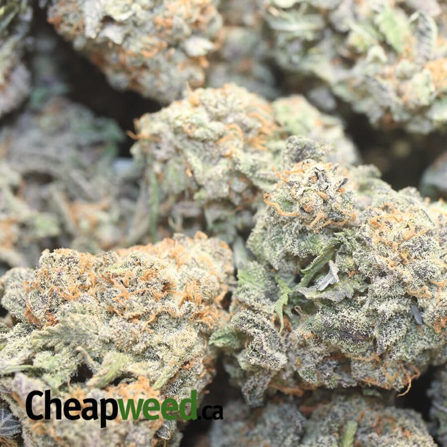 CHOCOLATE RASPBERRY COUGH DOD 1 I Chocolate Raspberry Cough - *Deal Of The Day*