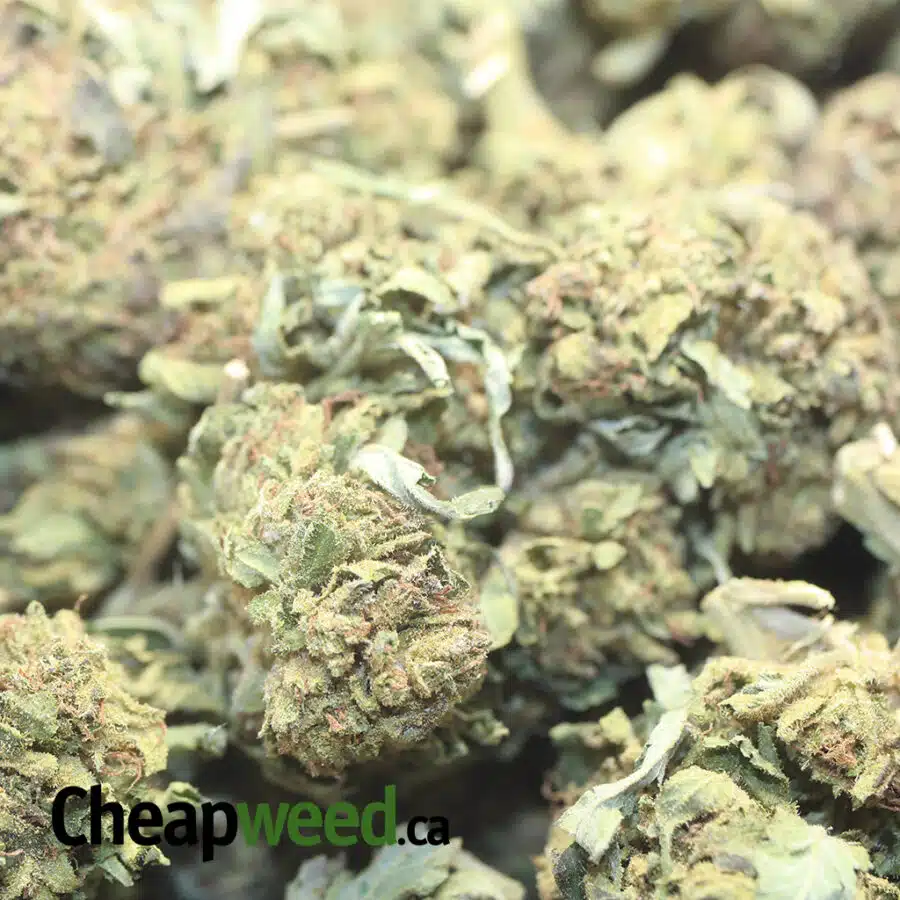 CRITICAL KUSH BS 1 I Critical Kush Bulk Special