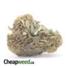 Critical Kush Bulk Special