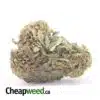 Critical Kush Bulk Special