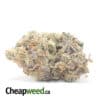 Dosi Pie - *Deal Of The Day*