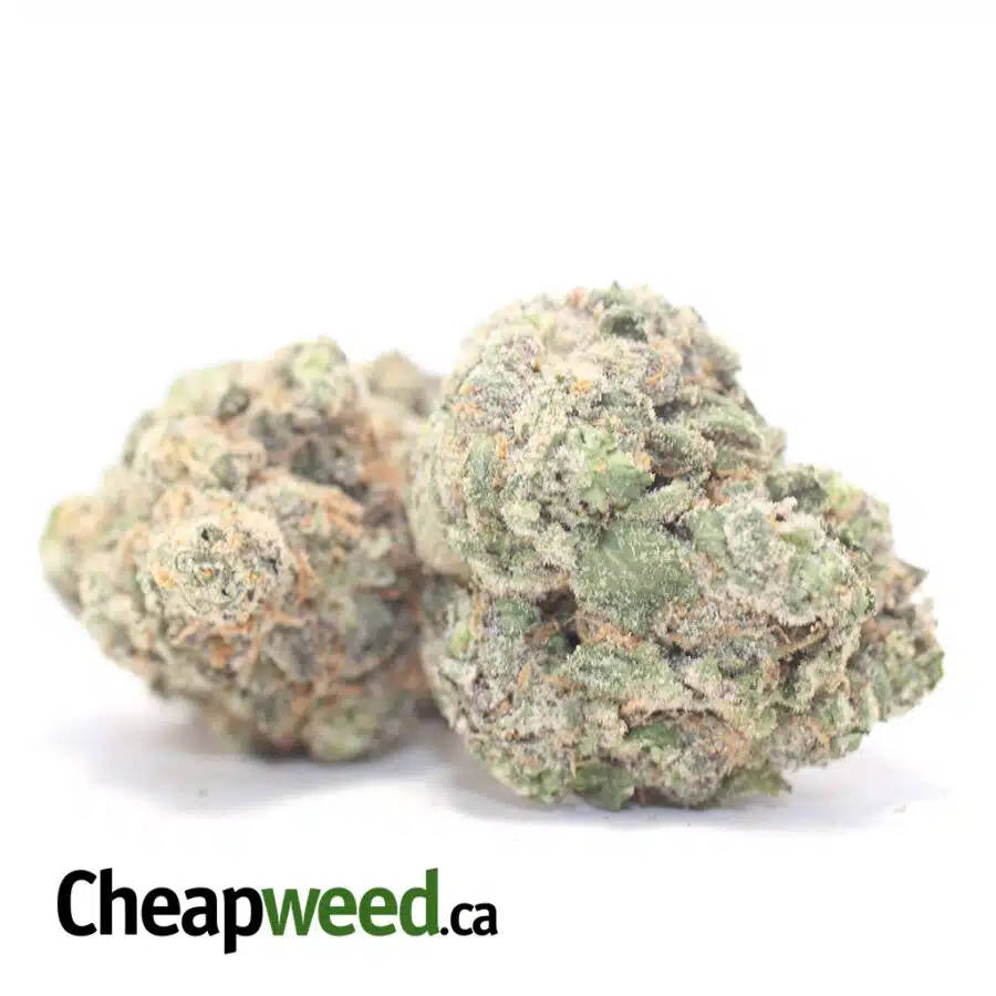 DOSI PIE DOD 2 I Dosi Pie - *Deal Of The Day*