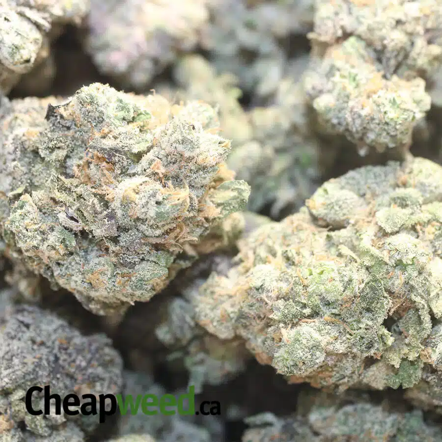 DOSI PIE DOD 3 I Dosi Pie - *Deal Of The Day*