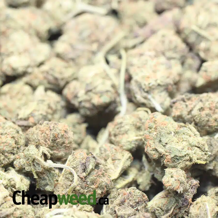 FRUITY PEBBLES BS 1 1 I Fruit Pebbles - *Deal Of The Day*