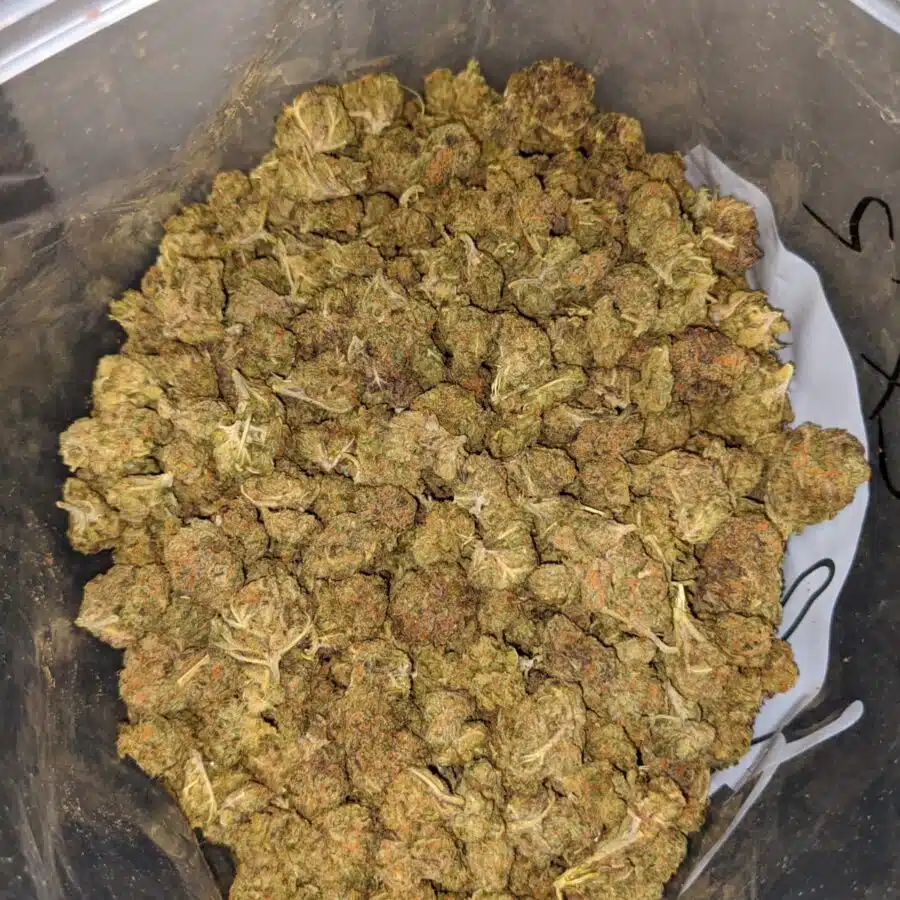 FRUITY PEBBLES BS 1 I Fruit Pebbles - *Deal Of The Day*