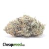 Gorilla Pink - *Deal Of The Day*