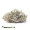 Gorilla Pink - *Deal Of The Day*