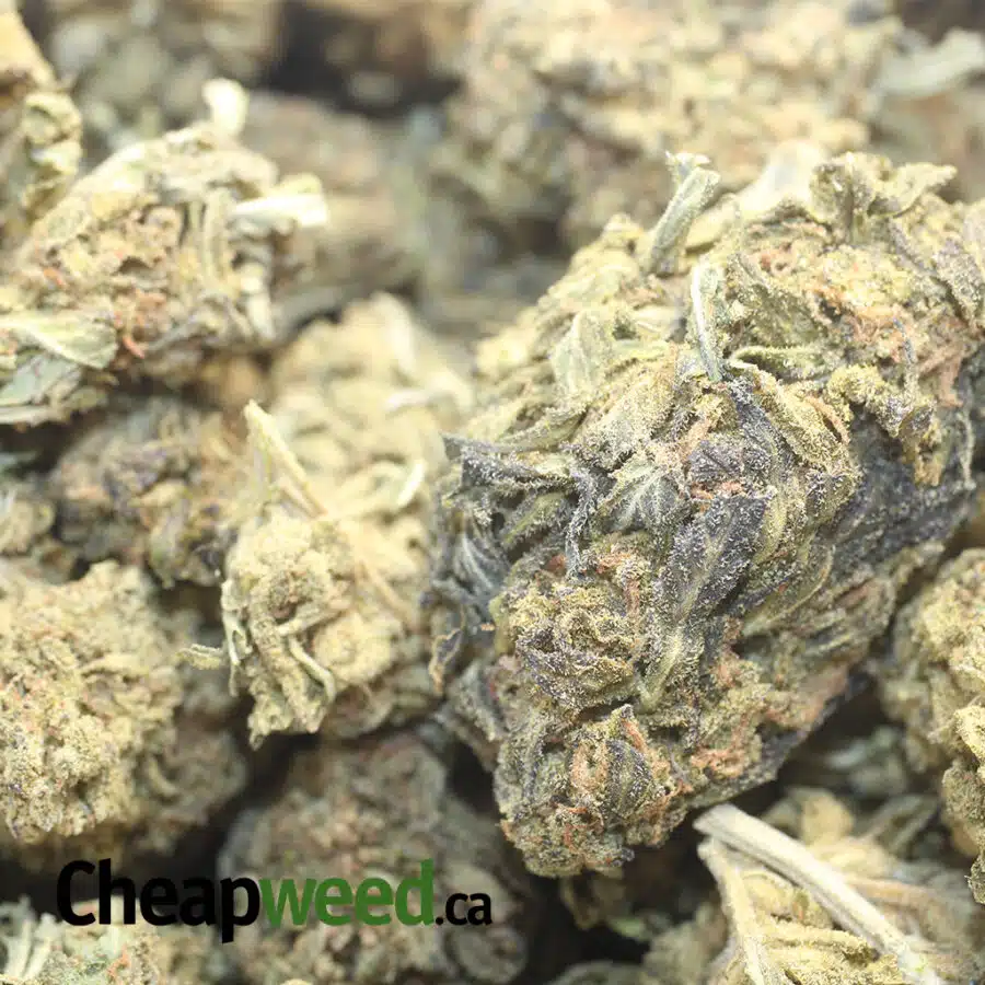 GREEN CONGO BS 1 I Green Congo Bulk Special
