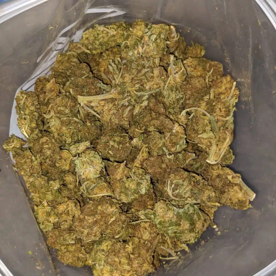 GREEN THAI BS TO POT OF GOLD BS 2 I Pot Of Gold Bulk Special