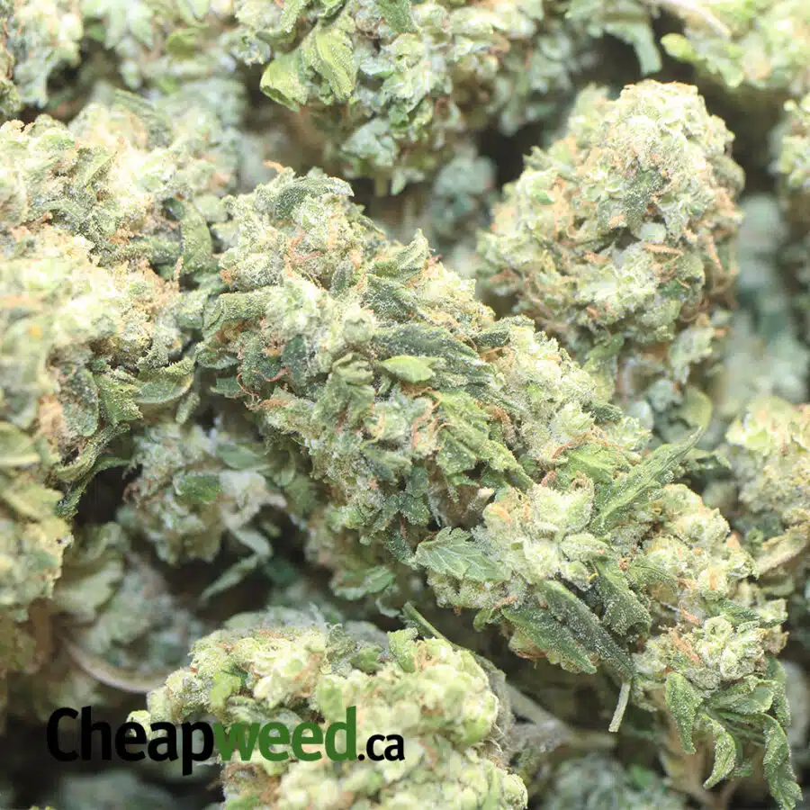 HEADBAND BS 1 1 I Super Kush Bulk Special
