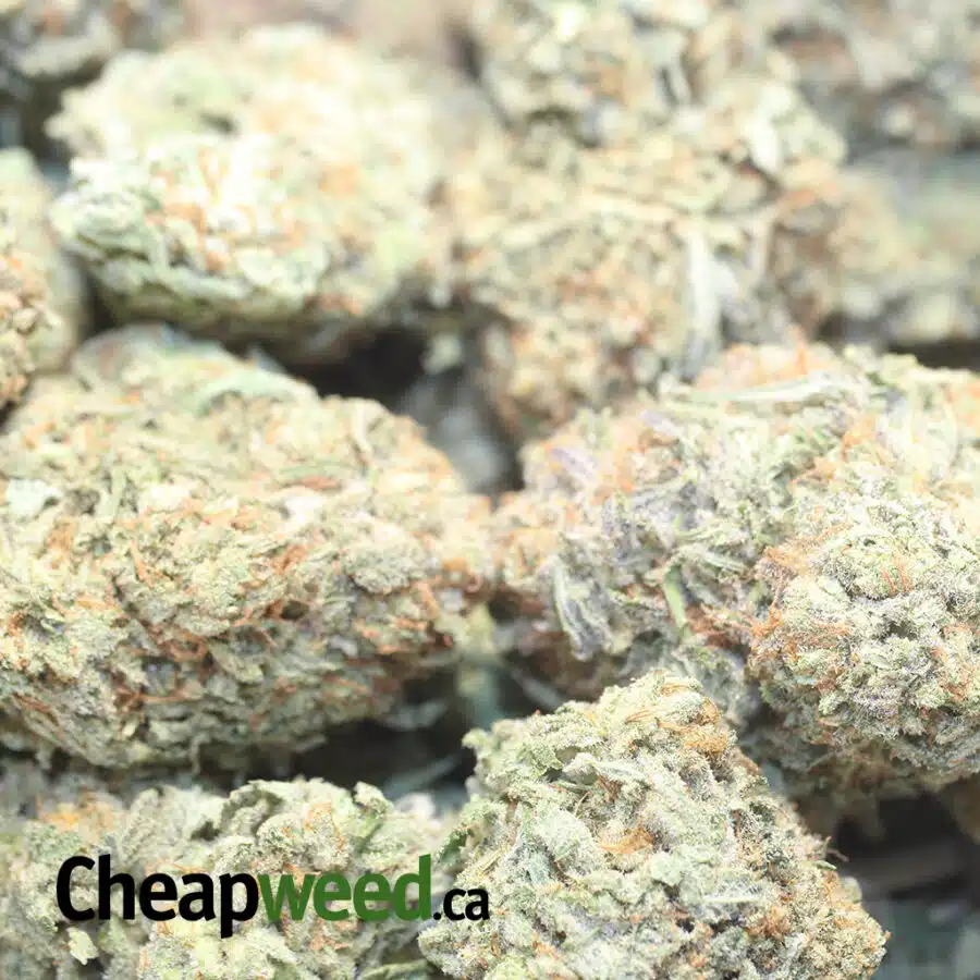 JETFUEL DOD 3 I Jetfuel - *Deal of the Day*