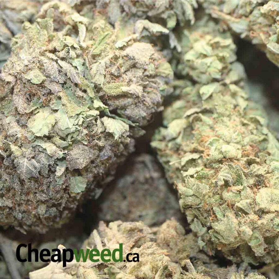 LAUGHING BUDDHA BS 1 I Laughing Buddha Bulk Special