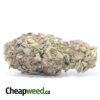 Laughing Buddha Bulk Special