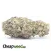 Laughing Buddha Bulk Special