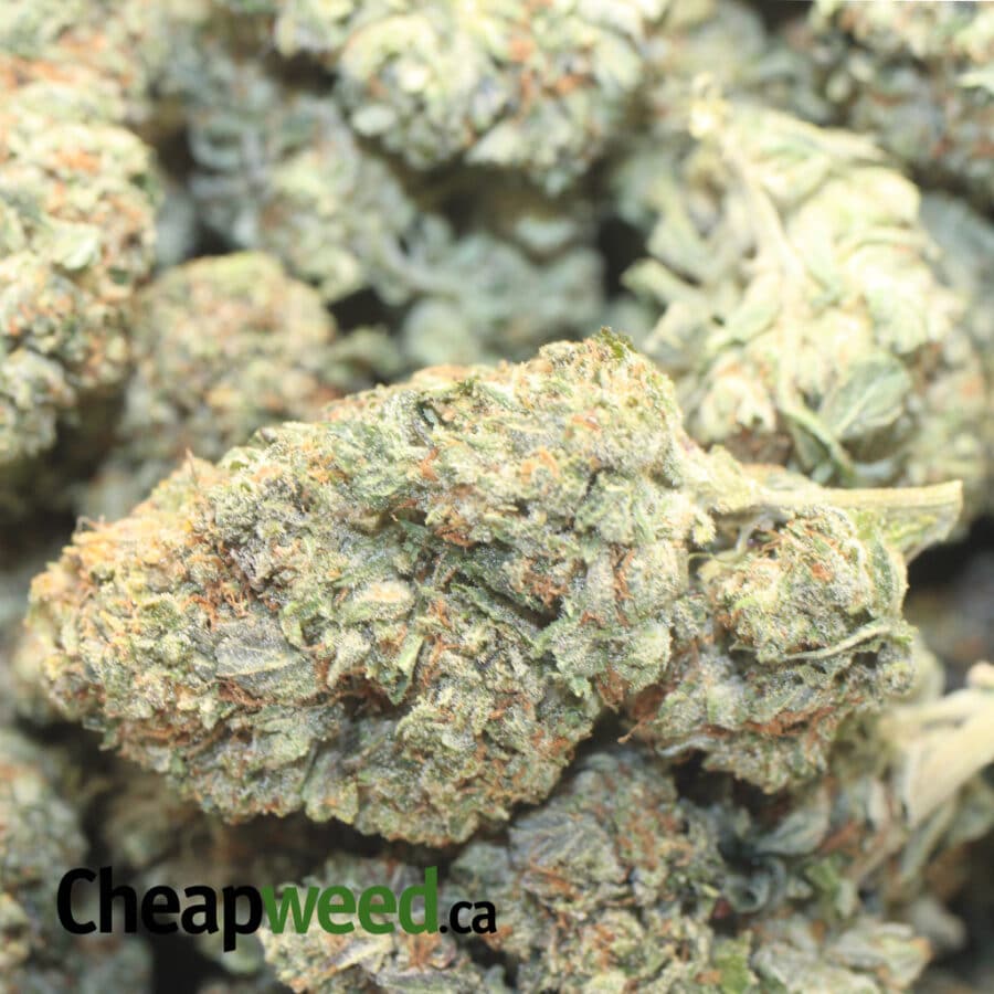 LINDSAY OG DOD 1 1 I Lindsay OG - *Deal Of The Day*