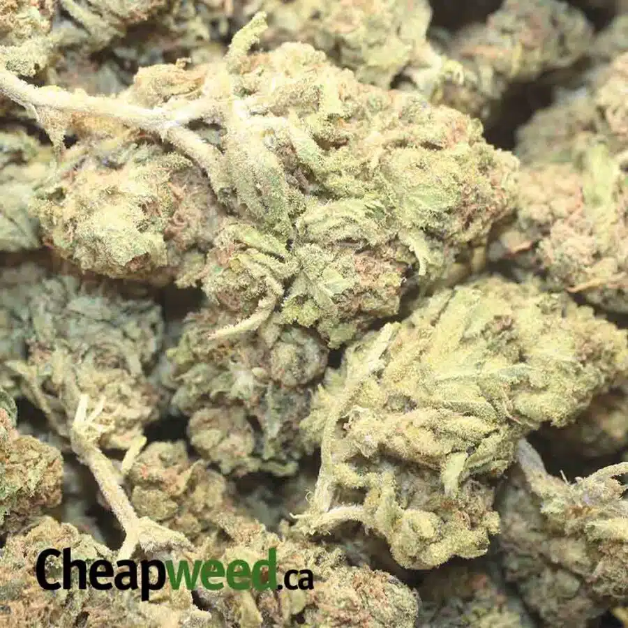 MALAWI GOLD BS 1 I Malawi Gold Bulk Special