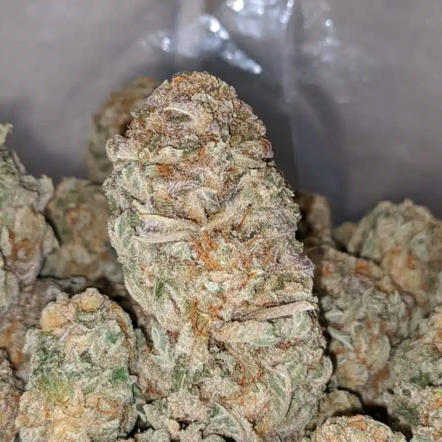 MASTER KUSH DOD 1 I Master Kush - *Deal of the Day*