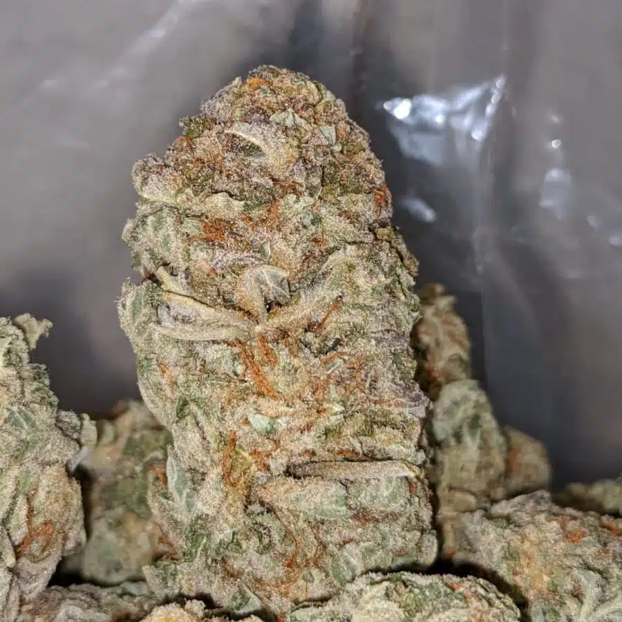 MASTER KUSH DOD 2 I Master Kush - *Deal of the Day*