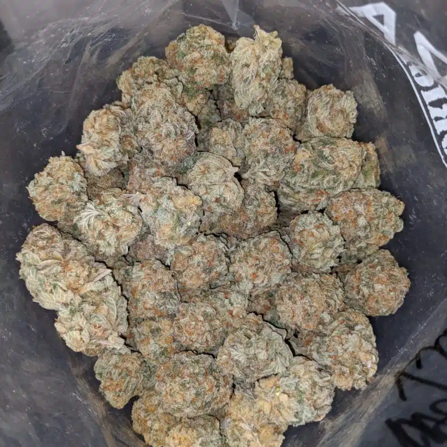 MASTER KUSH DOD 3 I Master Kush - *Deal of the Day*