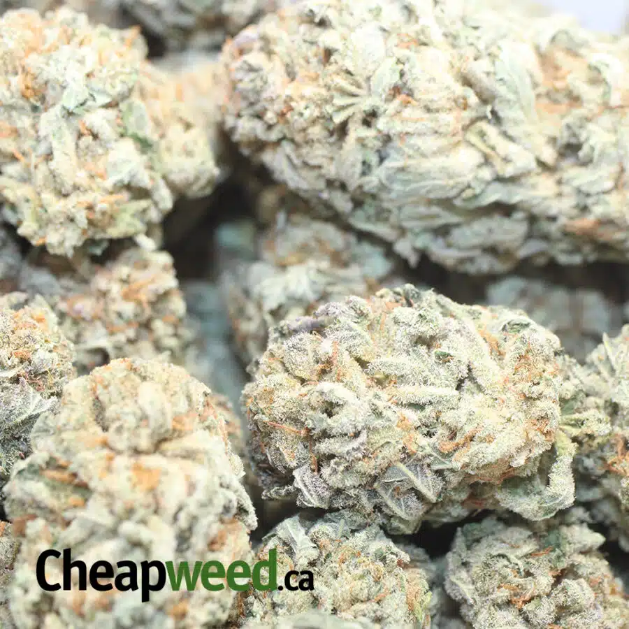MASTERKUSH DOD 1 I Master Kush - *Deal of the Day*