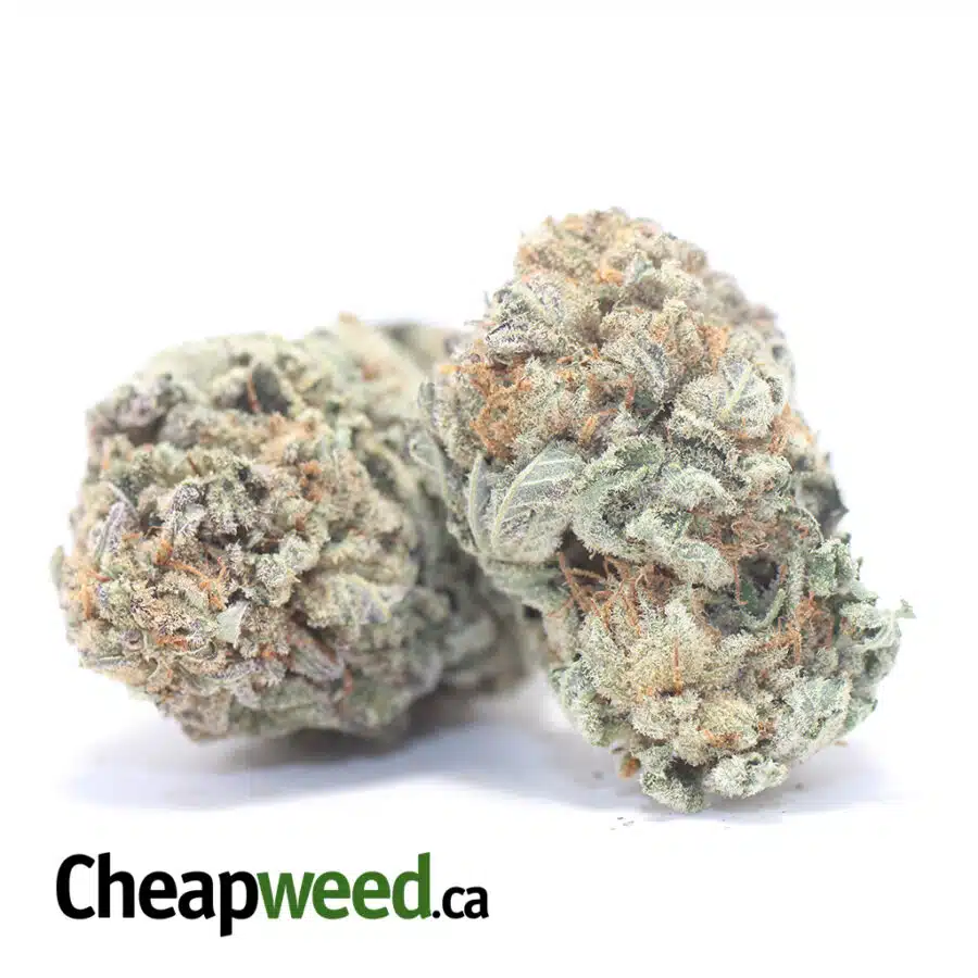 MASTERKUSH DOD 3 I Master Kush - *Deal of the Day*