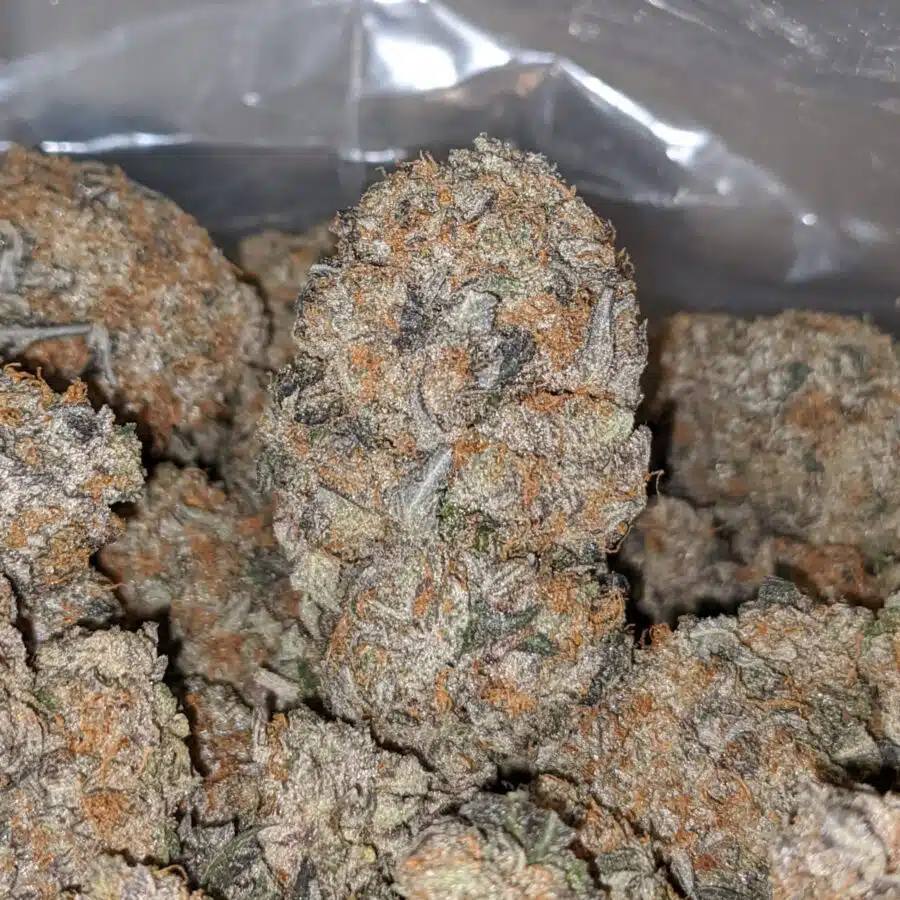 PINK OCTANE TO ROCKBUD 1 I Rock Bud AAA