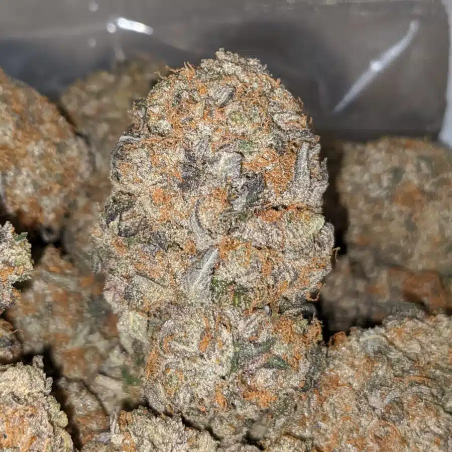 PINK OCTANE TO ROCKBUD 3 I Rock Bud AAA