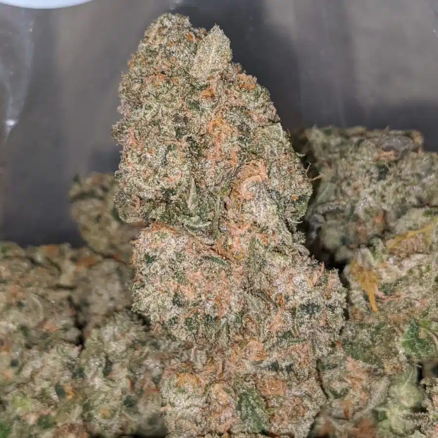 PLATINUM HAZE 1 I $ 62 Oz - Blackberry Cream