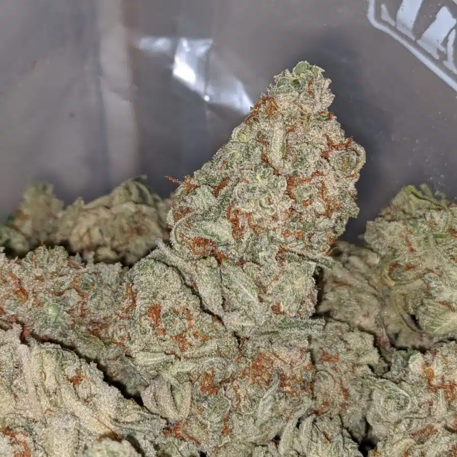 PLATINUM OG TO SNOW WHITE 1 I Snow White