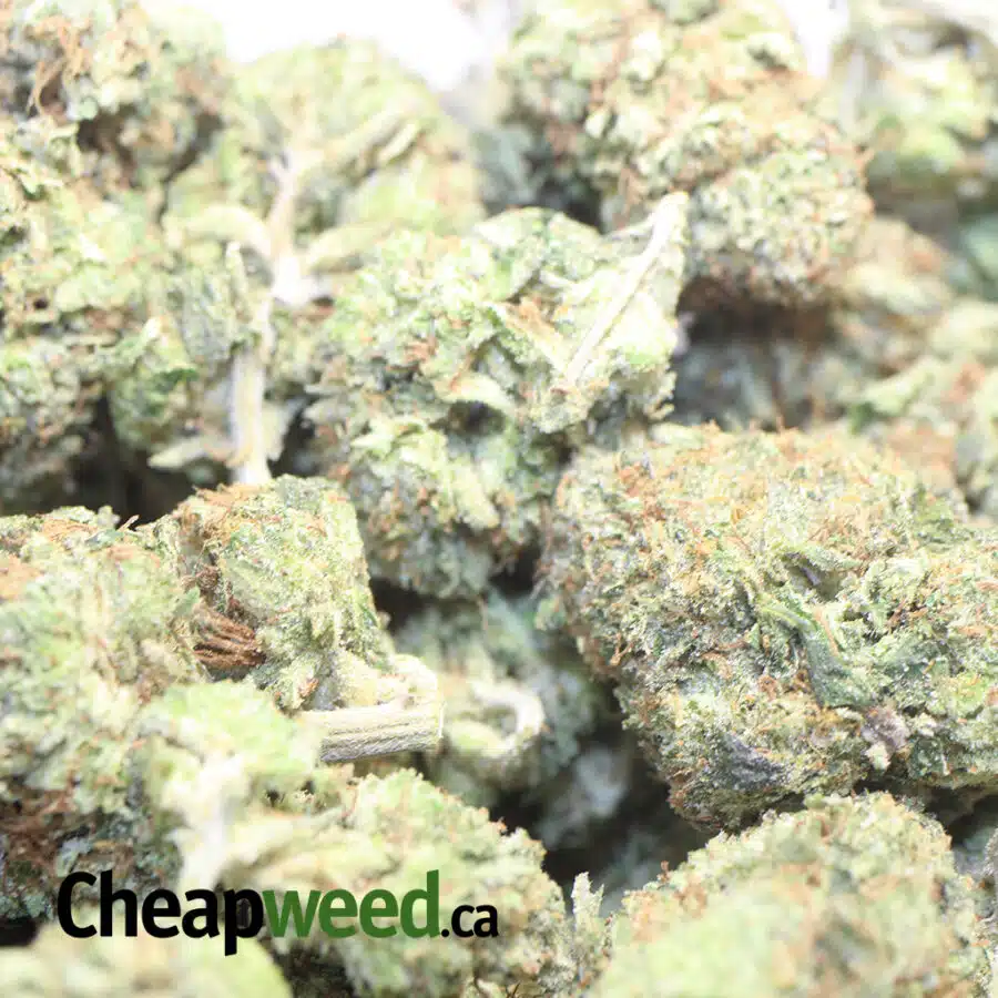 PLATNIUM BUBBA DOD 1 I Platinum Bubba