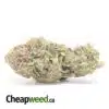 Platinum Bubba