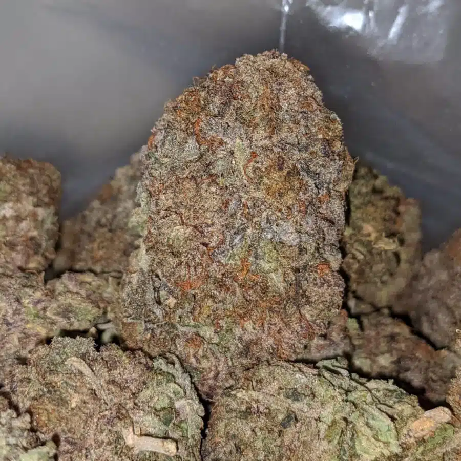 PURPLE HAZE DOD 1 I Purple Haze - *Deal Of The Day*