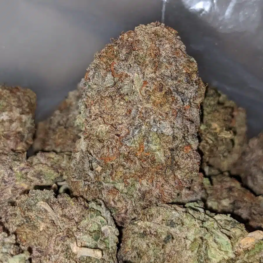 PURPLE HAZE DOD 2 I Purple Haze - *Deal Of The Day*