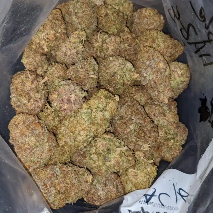 PURPLE HAZE DOD 3 I Purple Haze - *Deal Of The Day*