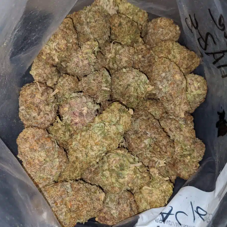 PURPLE HAZE DOD 4 I Purple Haze - *Deal Of The Day*