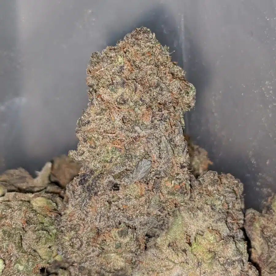 PURPLE KANDY KUSH 1 I Purple Kandy Kush