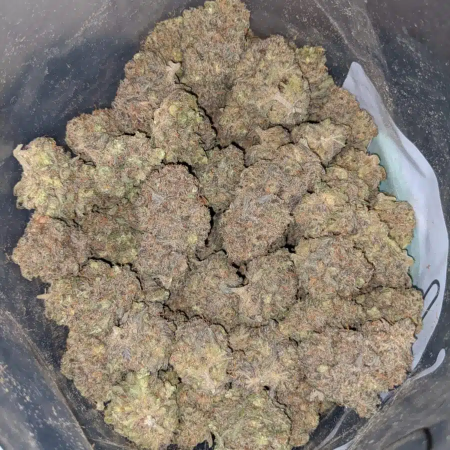 PURPLE KANDY KUSH 3 I Purple Kandy Kush
