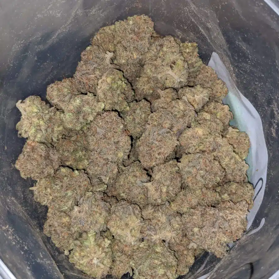 PURPLE KANDY KUSH 4 I Purple Kandy Kush