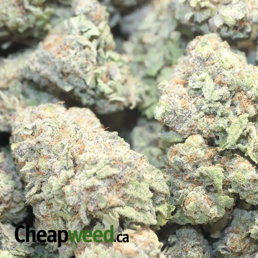 RASP COUGH DOD 1 I Raspberry Cough - *Deal Of The Day*