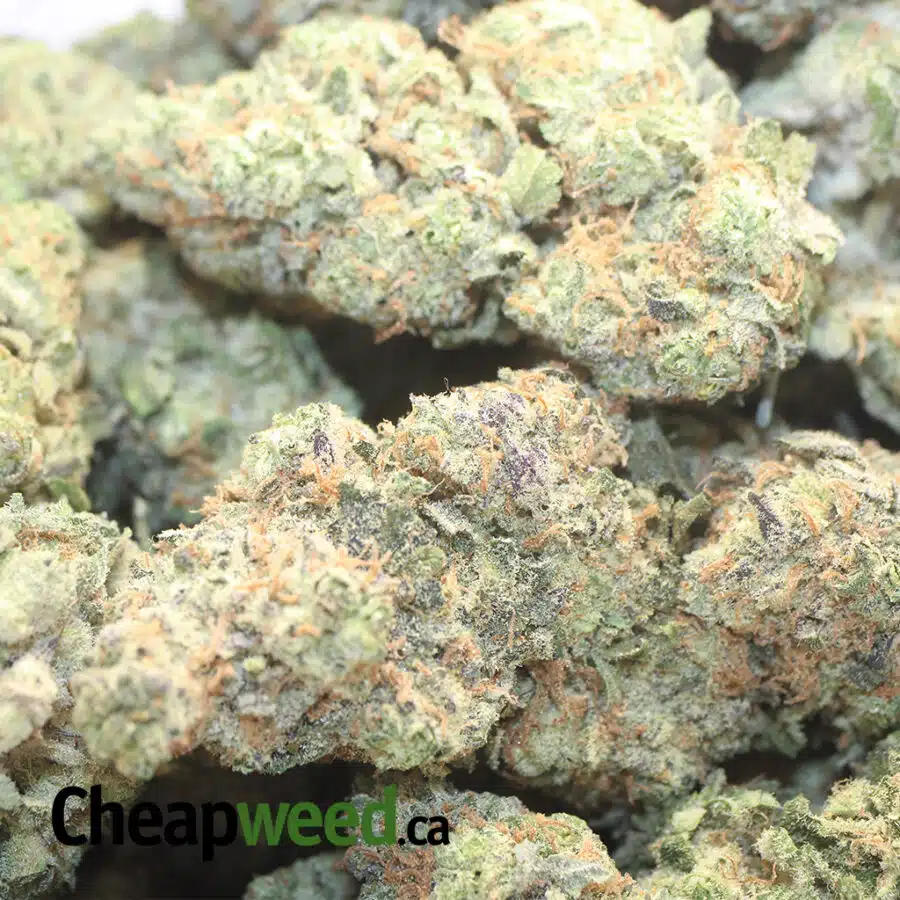 SEATTLE COUGH DOD 1 I Seattle Cough - *Deal of the Day*