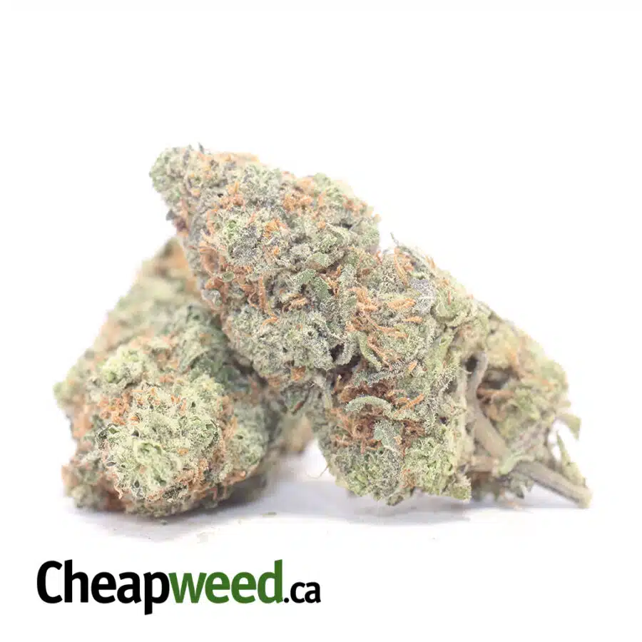 SEATTLE COUGH DOD 3 I Seattle Cough - *Deal of the Day*
