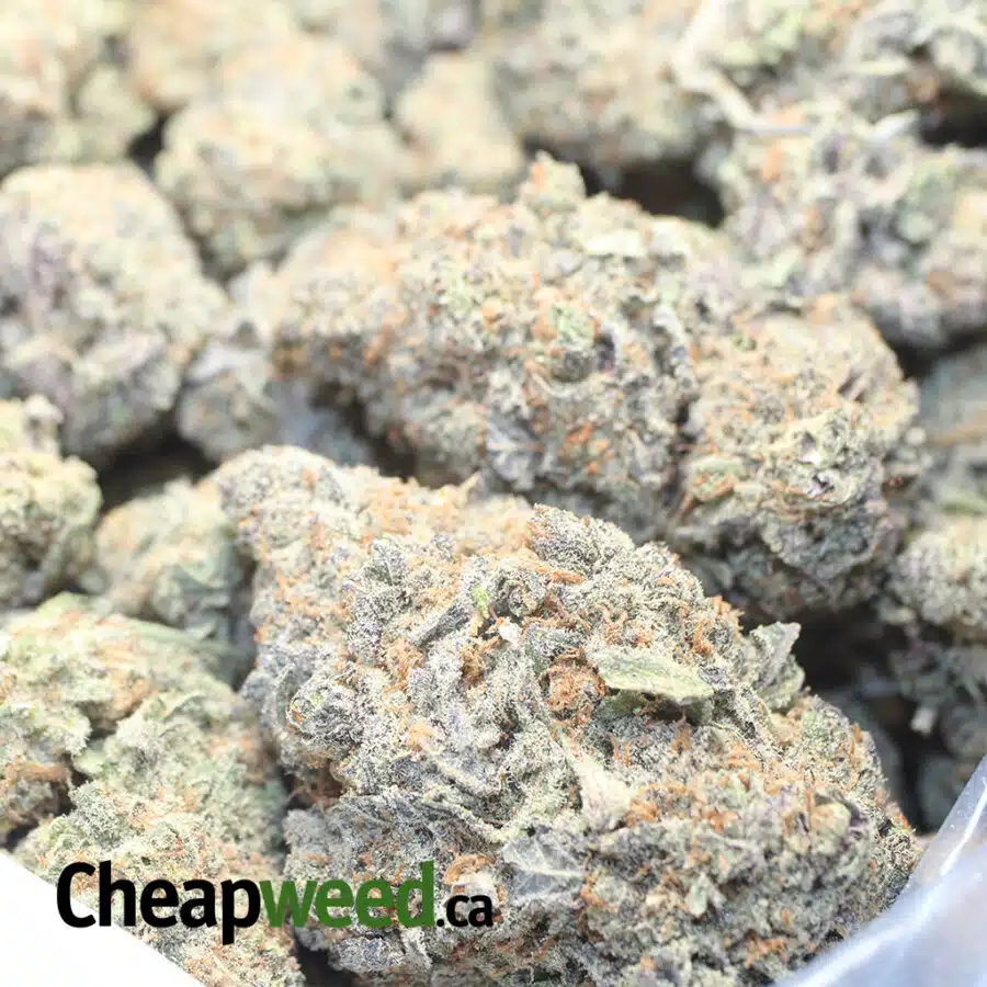 SUPER PURPLE DOD 1 I Super Purple- *Deal of the Day*