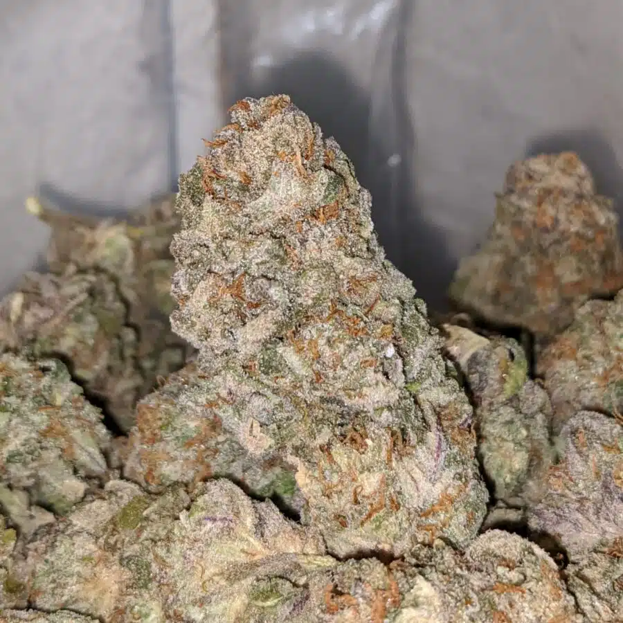 SWEET DREAM DOD TO BLUEBERRY CANDY DOD 1 I Blueberry Candy - *Deal Of The Day*
