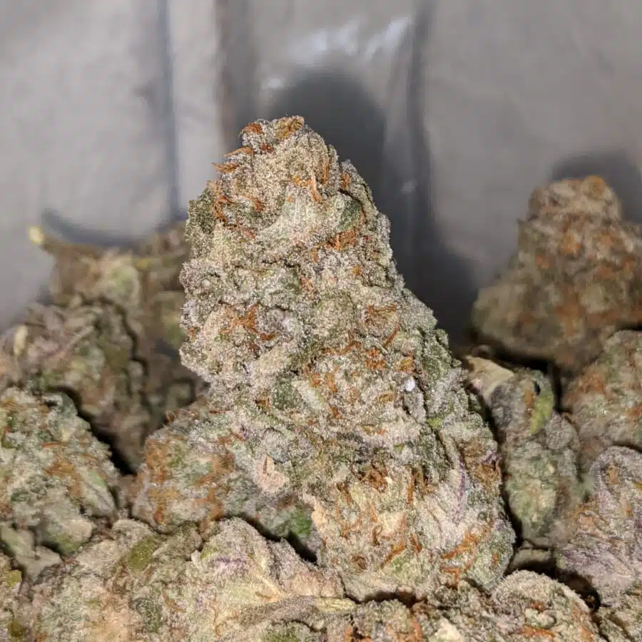 SWEET DREAM DOD TO BLUEBERRY CANDY DOD 3 I Blueberry Candy - *Deal Of The Day*
