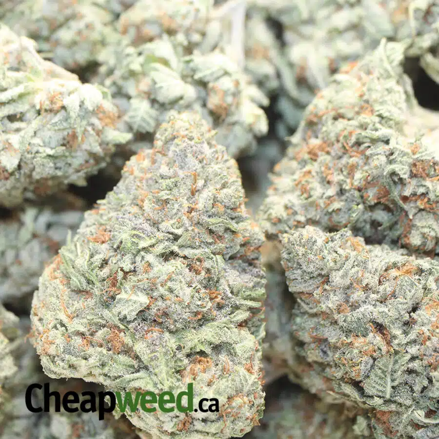 SWEET TOOTH DOD 1 I Sweet Tooth - *Deal of the Day*