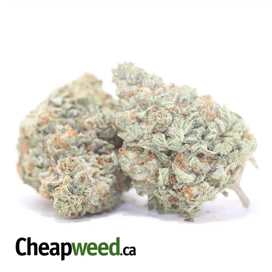 SWEET TOOTH DOD 3 I Sweet Tooth - *Deal of the Day*