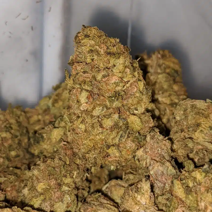 VENOM OG BS TO BLACK AFGHAN BS 1 I Black Afghan Bulk Special