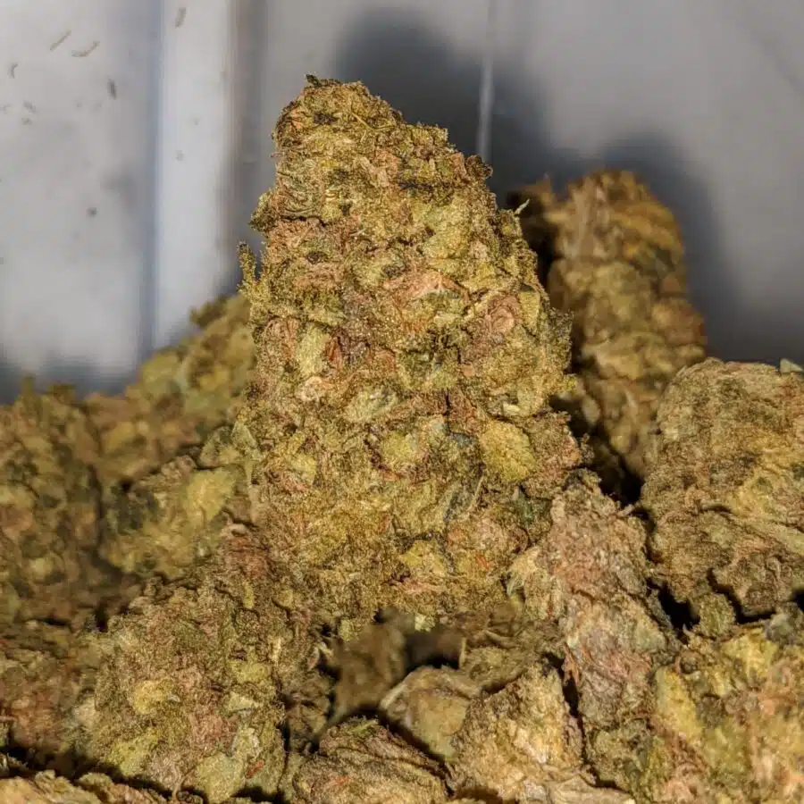 VENOM OG BS TO BLACK AFGHAN BS 3 I Black Afghan Bulk Special