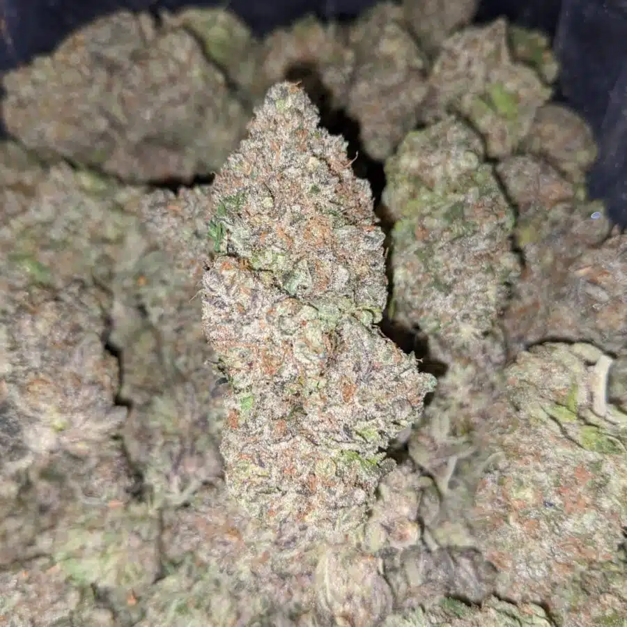VERY BERRY DOD TO HAWAIIN PUNCH 2 I Hawaiian Punch