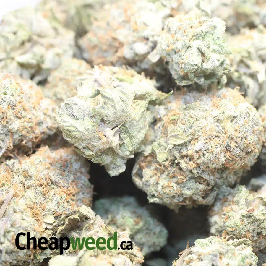 WHITE STRAWBERRY COUGH DOD 3 I Strawberry Cough - *Deal Of The Day*